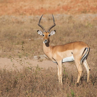 South Luangwa - Impala